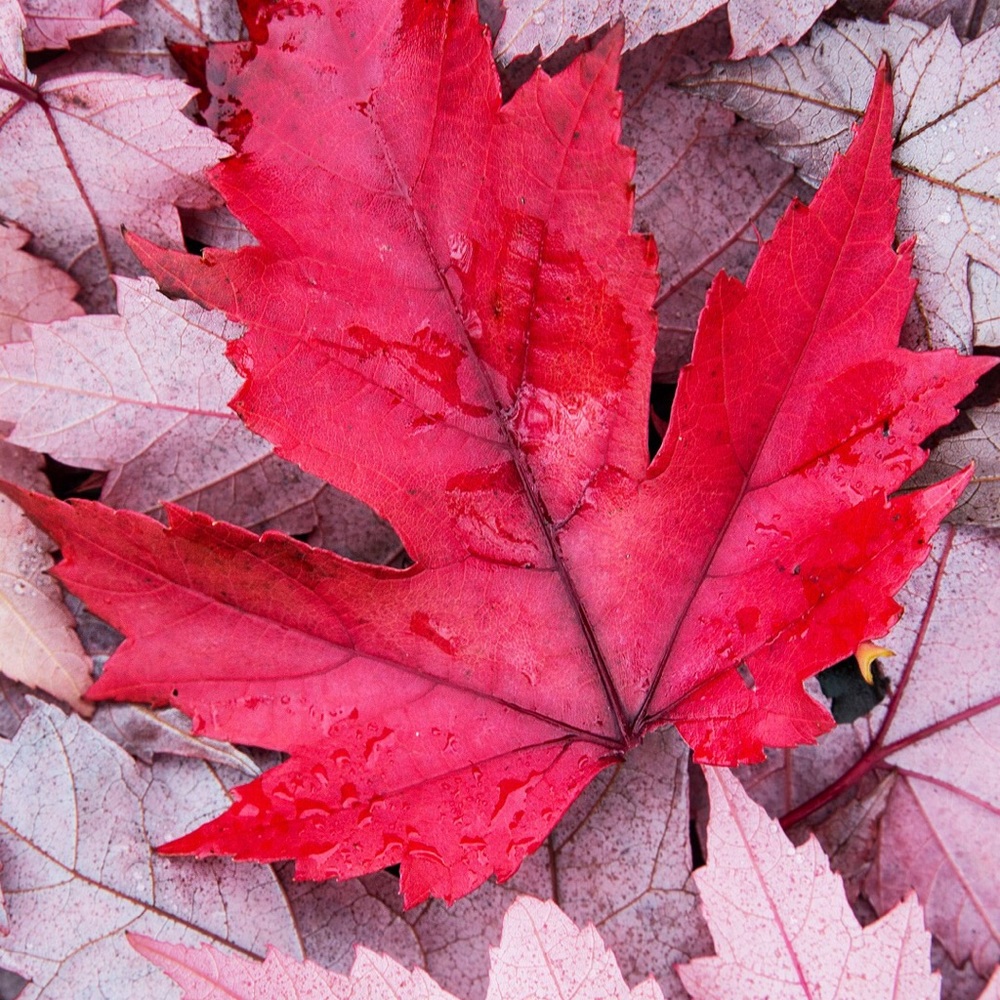 Meet your Posher, Tracie